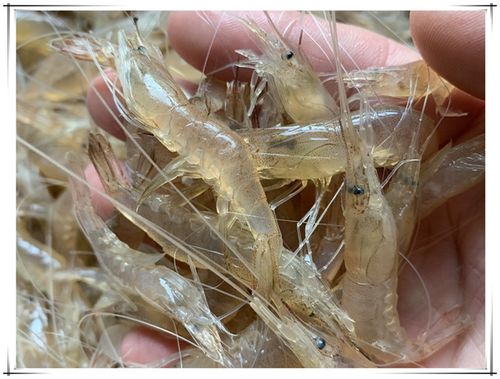  食品飲料 鮮活水產(chǎn)品 魚類 小魚小蝦批發(fā)收購,蝦批發(fā)市場進貨