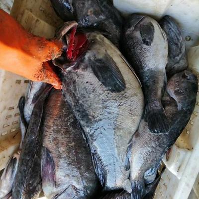 威海水產(chǎn)品批發(fā)市場(chǎng):烏魚花大量上市,市場(chǎng)交易相對(duì)旺盛