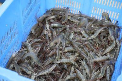 吉木薩爾縣水產品進入育肥捕撈季節