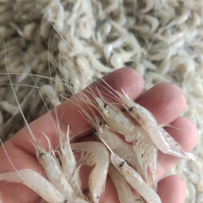 大量收購(gòu)死魚(yú)死蝦各種水產(chǎn),飼料廠回收死魚(yú),死魚(yú)回收價(jià)格