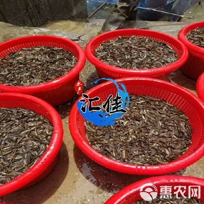 [泥鰍苗批發(fā)]泥鰍苗 價(jià)格0.07元/尾