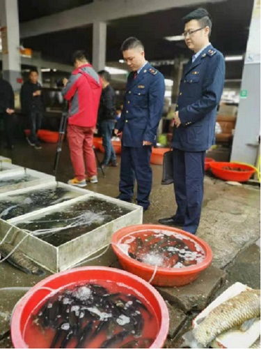 湖南省 魚(yú)販 頂風(fēng)作案 沅江市市場(chǎng)監(jiān)管局開(kāi)16000元罰單