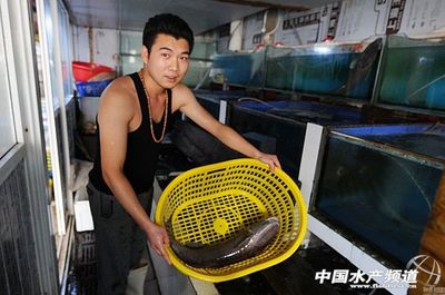 山東青島膠州灣漁民捕獲2頭長(zhǎng)吸盤(pán)魚(yú) - 圖說(shuō)水產(chǎn) - 中國(guó)水產(chǎn)頻道 | 網(wǎng)聚全球水產(chǎn)華人