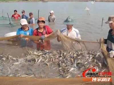 節(jié)日臨近國(guó)際蝦價(jià)回暖-獨(dú)家報(bào)道- 中國(guó)水產(chǎn)門(mén)戶網(wǎng) - 最具影響力的水產(chǎn)網(wǎng)站