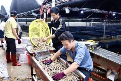 投喂生蠔、魷魚(yú)、螃蟹?水產(chǎn)“新貴”東風(fēng)螺,到底是怎么養(yǎng)的?