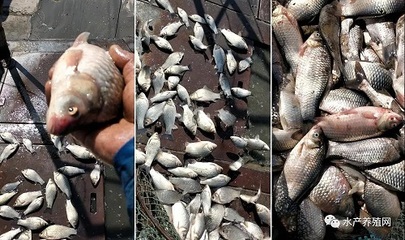 草魚鯽魚繼續(xù)上漲,部分區(qū)域鯽魚死魚多!上半年魚價(jià)還會(huì)繼續(xù)堅(jiān)挺