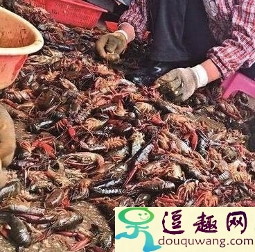 曝光蝦仁制作過(guò)程死蝦做原料水產(chǎn)死蝦收購(gòu)內(nèi)幕湖北外婆家食品死蝦做蝦仁_娛樂(lè)猛回頭_逗趣網(wǎng)