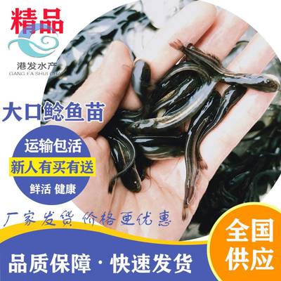 江河魚河鰹魚苗養(yǎng)殖 技術(shù)支持 四川成都軍魚收購(gòu)價(jià)