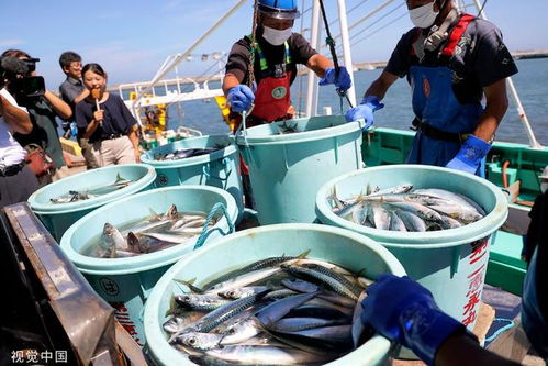 中國(guó)全面暫停進(jìn)口后,日本政府?dāng)M追加200億日元支持漁業(yè)企業(yè)