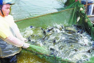 破解魚賤傷農(nóng)!珠海這家企業(yè)技術(shù)太絕了!養(yǎng)殖戶們都要看看