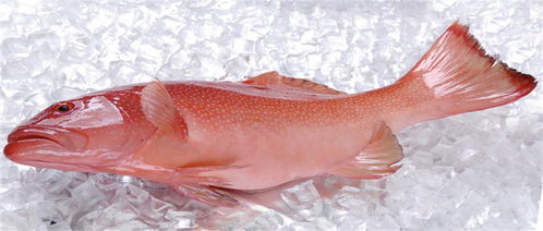 國慶節(jié)吃什么魚 三種高品質(zhì)海魚,美味營養(yǎng)高蛋白,關(guān)鍵是價(jià)格還很便宜