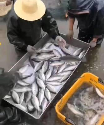 有漲有跌,加州鱸魚后市價(jià)格會(huì)怎么走?