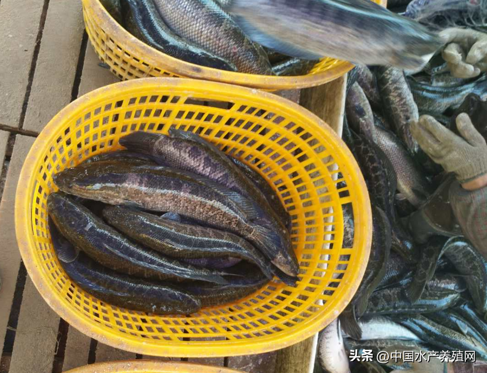 全線跌價!一天一個價,養(yǎng)殖戶恐慌性賣魚!今年黑魚會不會暴雷?