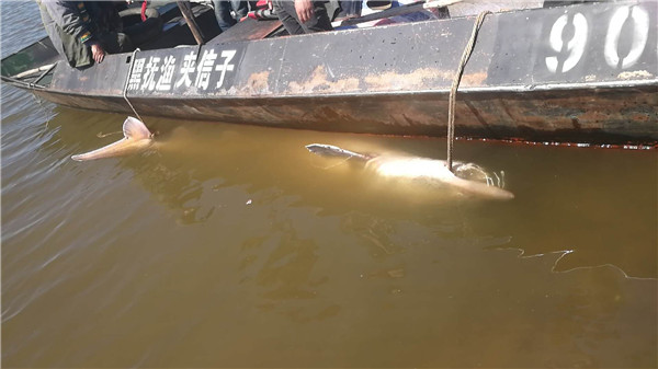 漁民捕獲千斤重百歲鱘鰉魚 水產(chǎn)部門花22萬(wàn)收購(gòu)