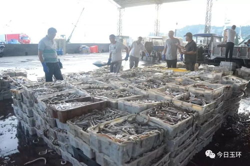 臺(tái)州這些超鮮的海鮮上岸啦 帶魚批發(fā)只要1元一斤