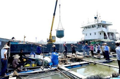 廣東湛江坡頭1500多噸活魚“跳上岸” 清障工作順利推進 - 綜合資訊 - 中國水產(chǎn)頻道 | 網(wǎng)聚全球水產(chǎn)華人