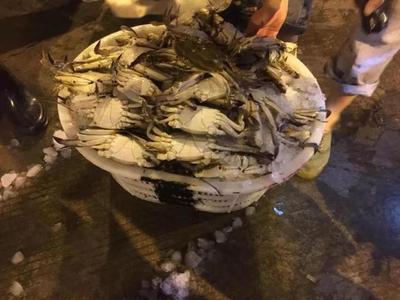 第一網梭子蟹、水潺“抵達戰場”!批發價格感人
