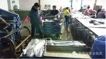 廣東饒平:天災過后 從不收鮸魚的加工企業(yè)市場價收購鮸魚-畜牧人才網