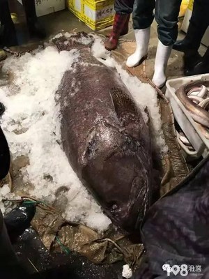 浙江漁民捕獲156斤怪魚,以20500元被水產(chǎn)客商收購_暢說諸暨_(dá)諸暨108生活社區(qū)