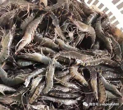 從養(yǎng)魚到養(yǎng)蝦,再到對蝦深加工!他,一直在前行!