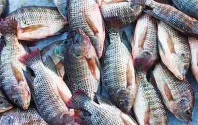 野生的羅非魚泛濫,人們嫌臟也不敢吃,養(yǎng)殖戶終于高興了