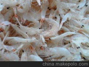 水產(chǎn)品代加工供應(yīng)商,價格,水產(chǎn)品代加工批發(fā)市場 