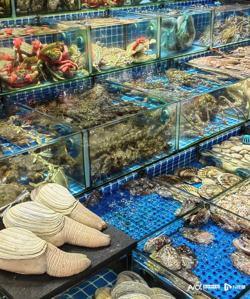 老廣年貨圖鑒 堅(jiān)果 禽類進(jìn)貨量激增,海鮮 年宵花購(gòu)銷兩旺