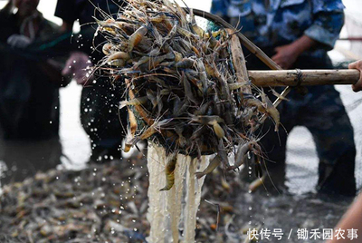 禽類水產銷售難:1天損失近3億,羅非魚、對蝦、小龍蝦壓塘嚴重