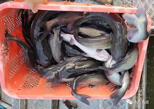 市場(chǎng)缺大魚(yú)養(yǎng)戶惜售!疫情下,這個(gè)地方魚(yú)價(jià)仍漲2元/斤