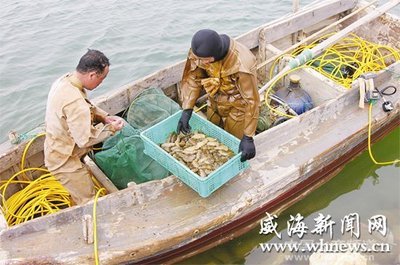 南方海參低價(jià)進(jìn)入 威海海參收購(gòu)價(jià)格下滑 - 內(nèi)銷市場(chǎng) - 中國(guó)水產(chǎn)頻道 | 網(wǎng)聚全球水產(chǎn)華人