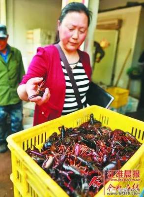 巢湖這個(gè)小鎮(zhèn)的龍蝦熱銷全國(guó)多個(gè)城市 龍蝦剛上市水產(chǎn)商戶就忙起來(lái)了(圖)