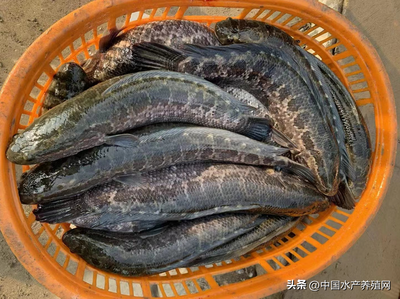全國(guó)今日魚(yú)價(jià)行情(成都今日魚(yú)價(jià)行情)