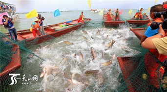 博斯騰湖禁漁結(jié)束開(kāi)湖捕魚(yú) 頭魚(yú)28000元被拍賣