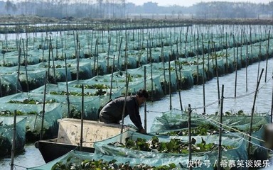 80萬斤上市,收購價(jià)大跌10元,市場價(jià)仍不便宜,農(nóng)民:誰搗亂?