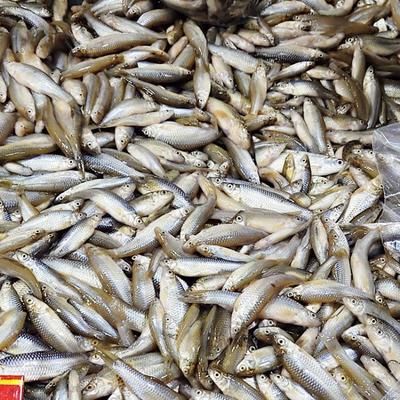 水產(chǎn)收購商電話 小雜魚收購加工企業(yè) 3元一斤小雜魚收購