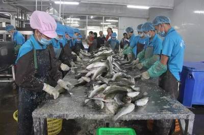 珠海海鱸魚企業(yè),推進白蕉海鱸價格的新方向