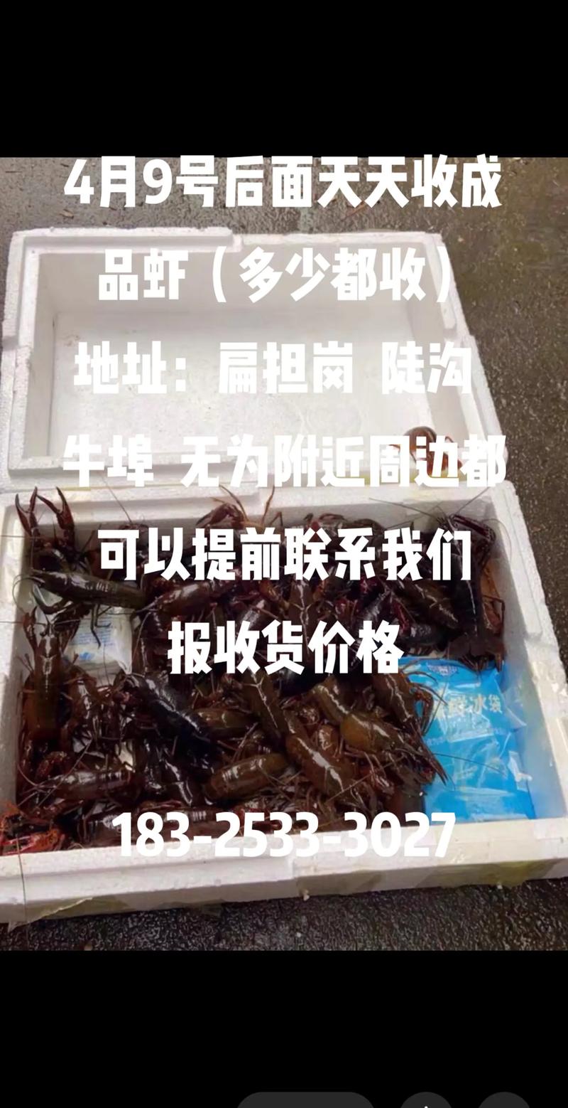 無為附近周邊高價收購小龍蝦#抖音助農 #小龍蝦 #水產人 #