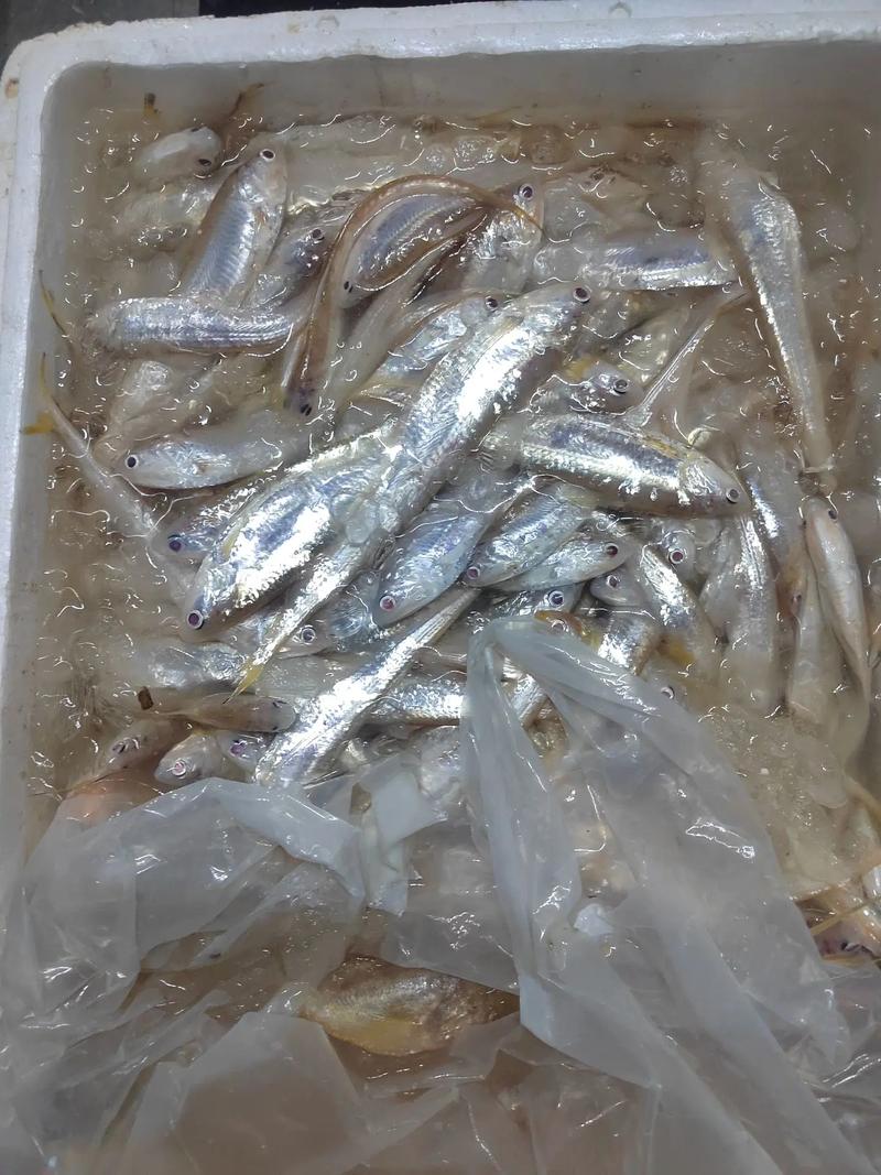 大量收購王魚,王皮頭,馬齊魚,魚蝦